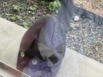 目撃された猫 目撃された猫