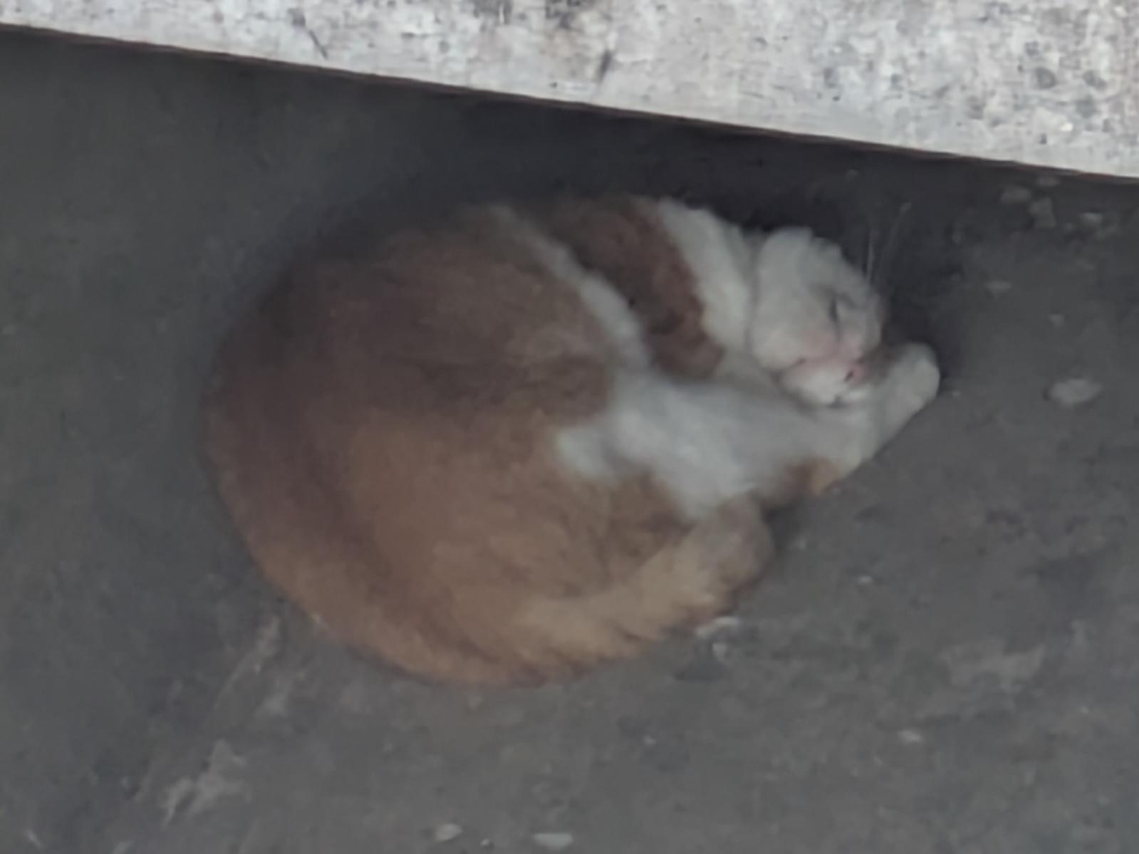 目撃された猫