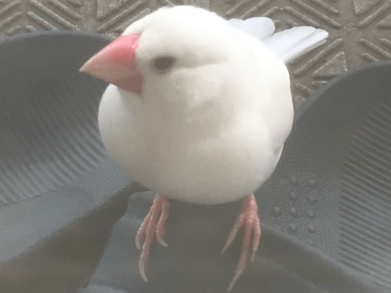 保護された鳥 保護された鳥