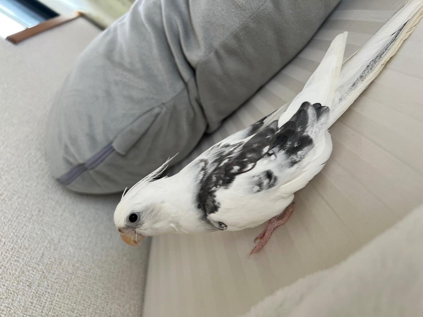オカメインコ ホワイトパール ごまちゃん オカメインコ ホワイトパール ごまちゃん