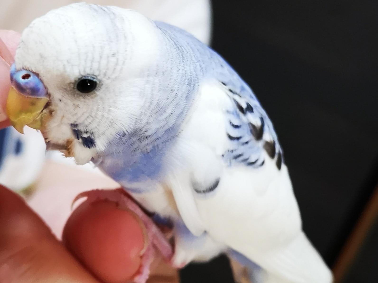 保護された鳥 保護された鳥