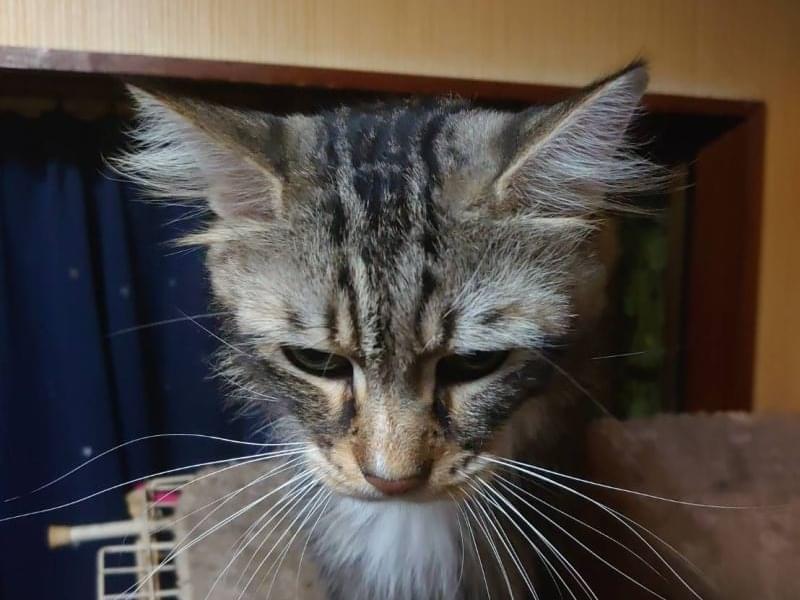 隊長ちゃん 隊長ちゃん