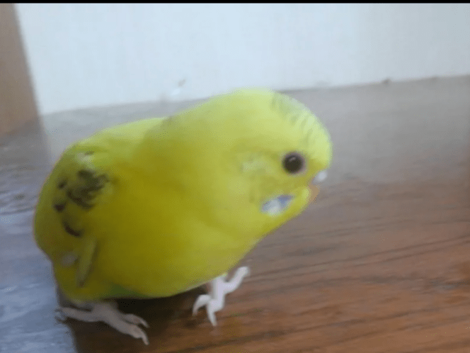 ピーちゃん ピーちゃん