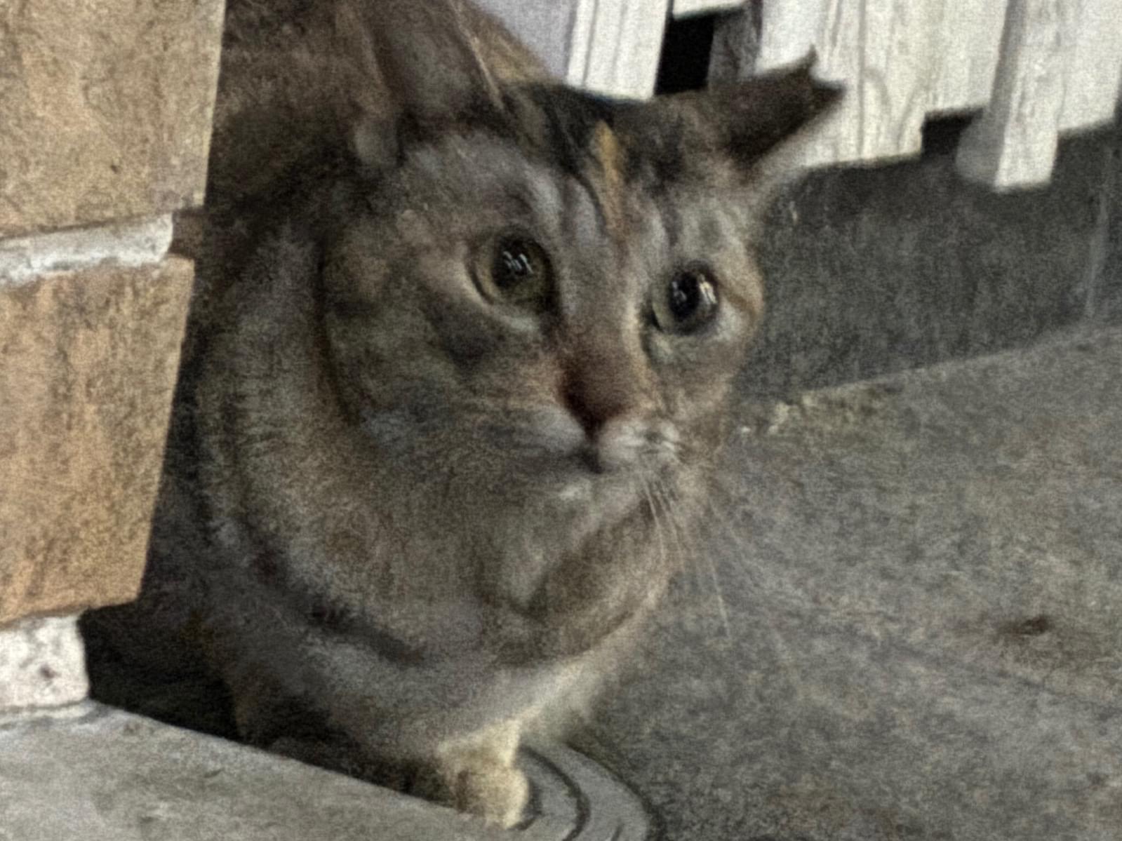 目撃された猫 目撃された猫