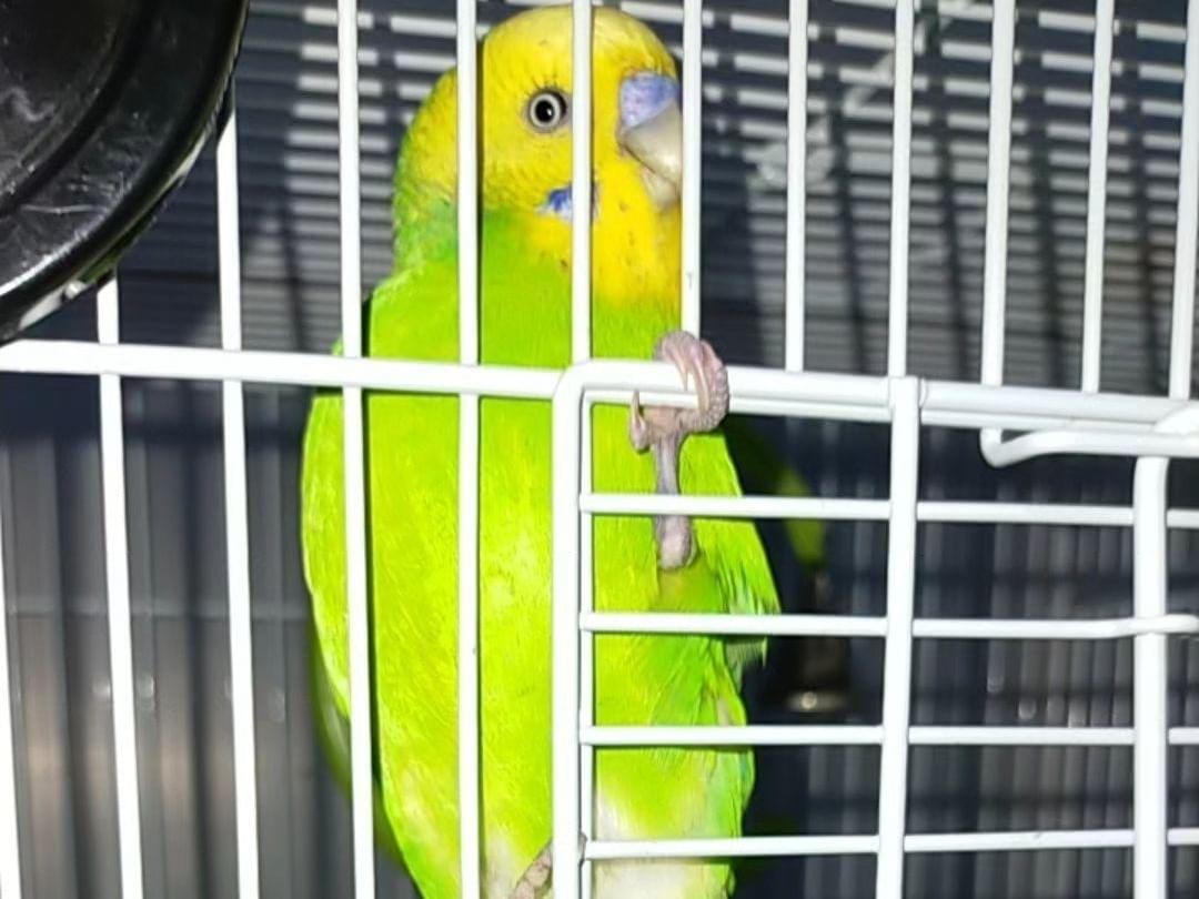 ベリーちゃん ベリーちゃん
