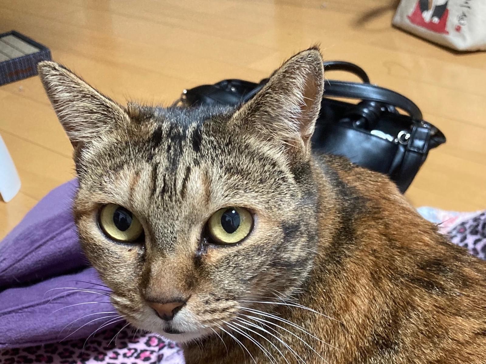 寧々ちゃん