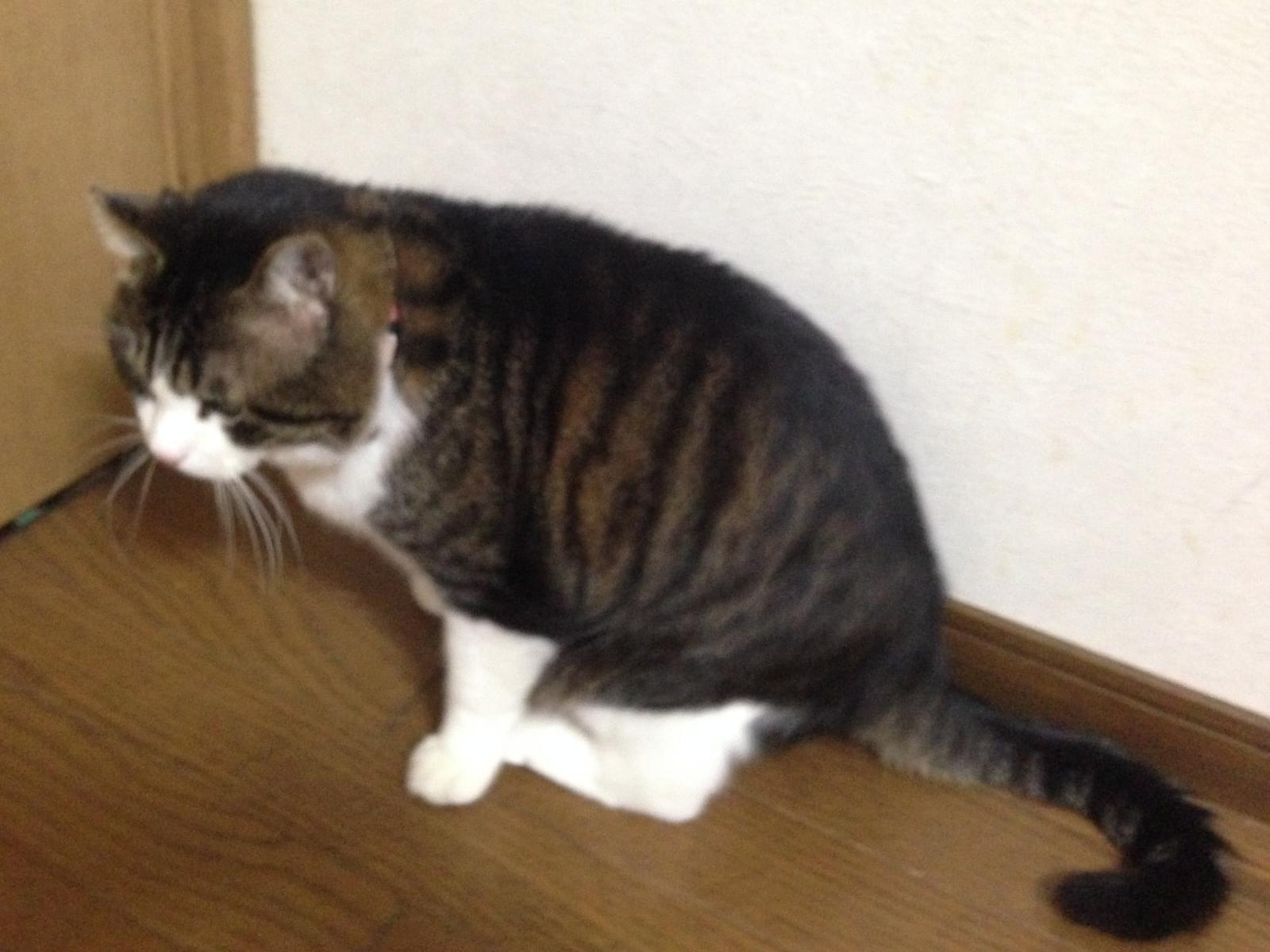 ウッチーちゃん ウッチーちゃん