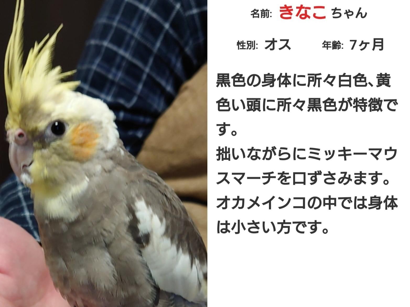 きなこちゃん きなこちゃん