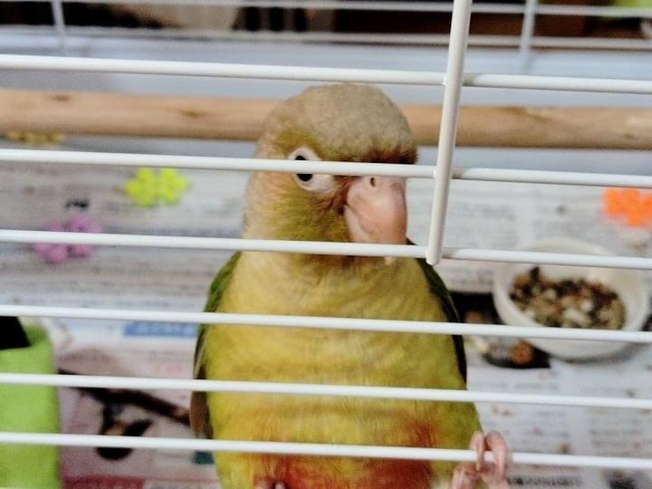 ゴンちゃん ゴンちゃん