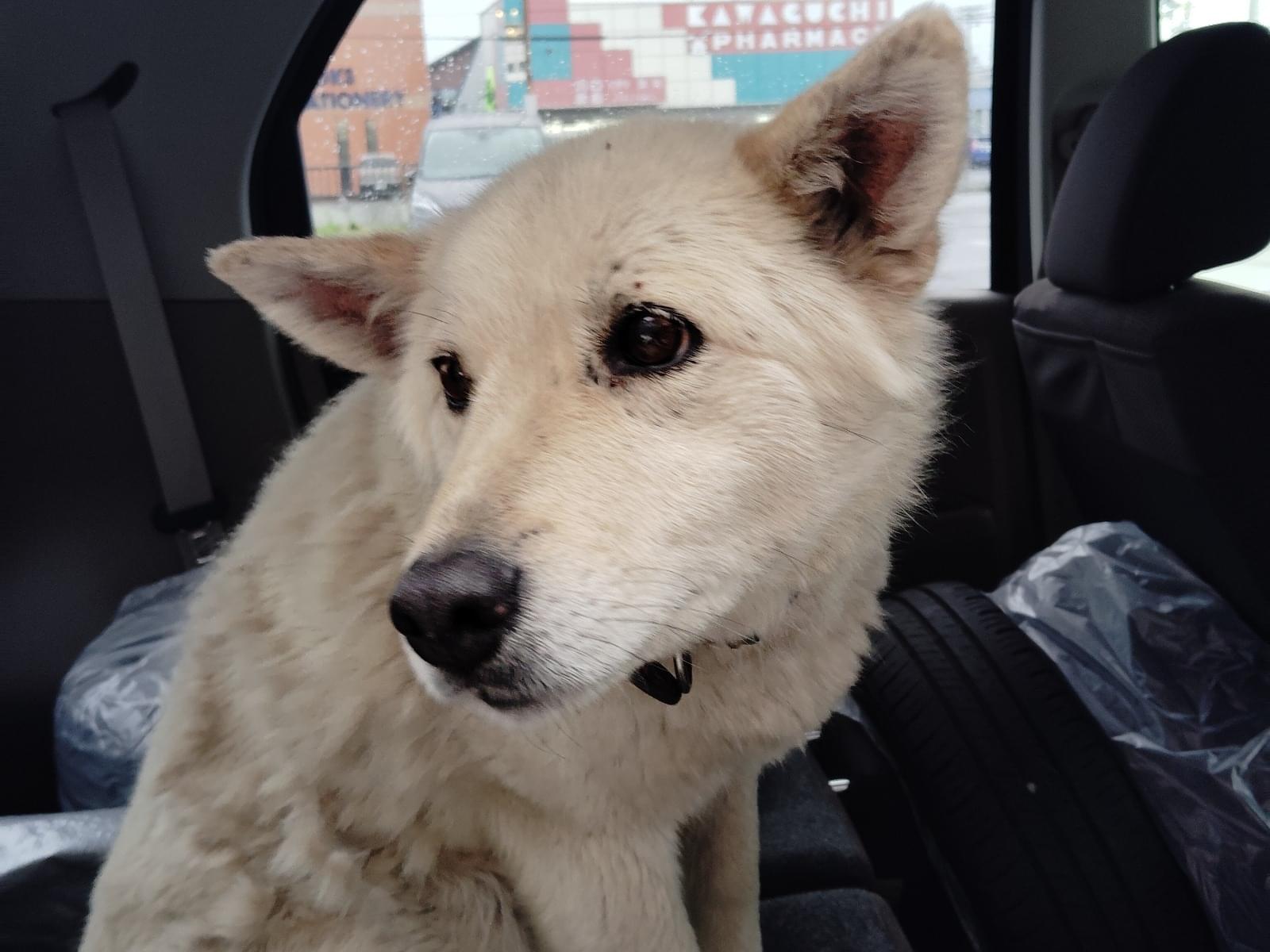 保護された犬 保護された犬