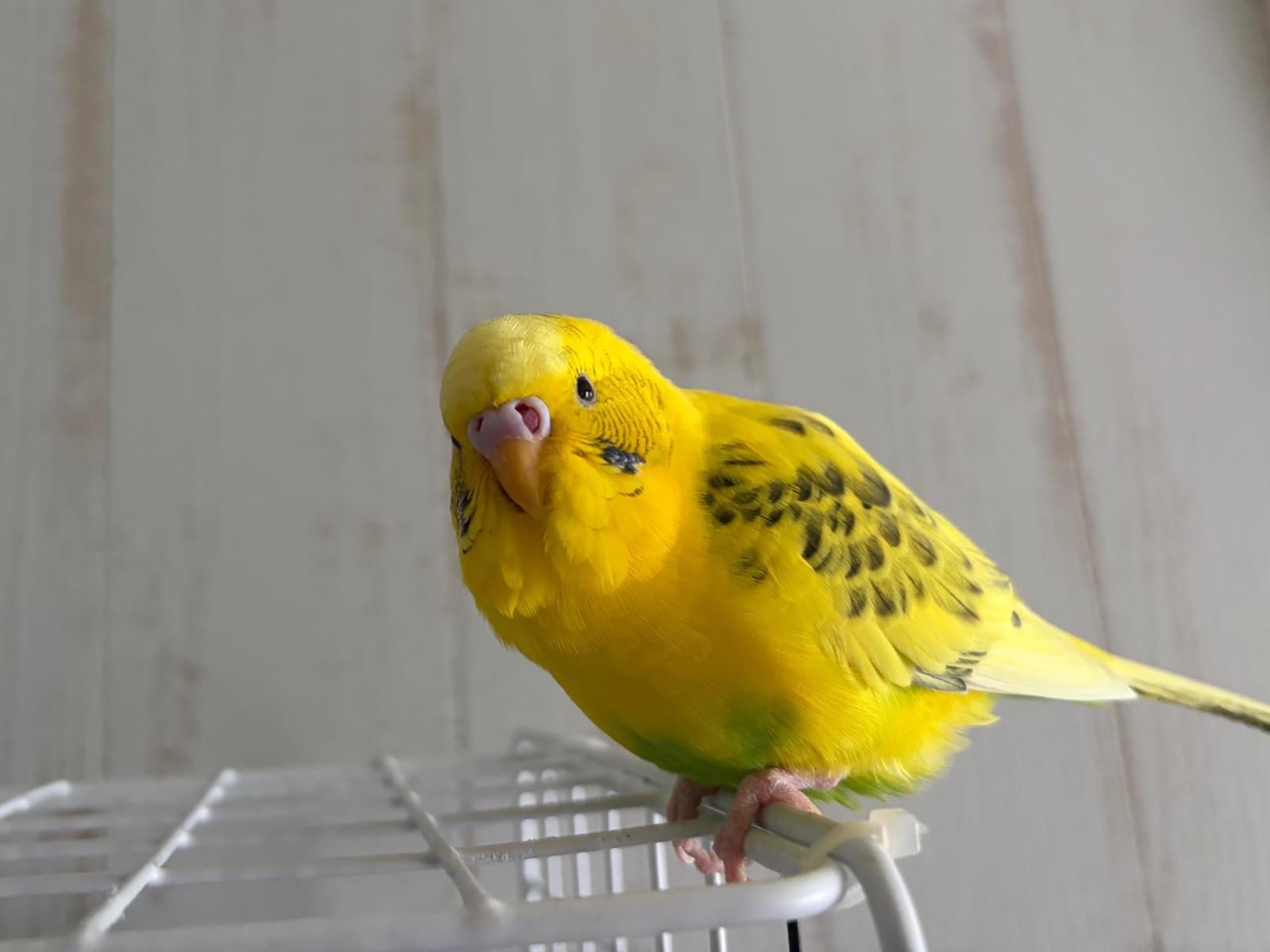 ギンちゃん ギンちゃん