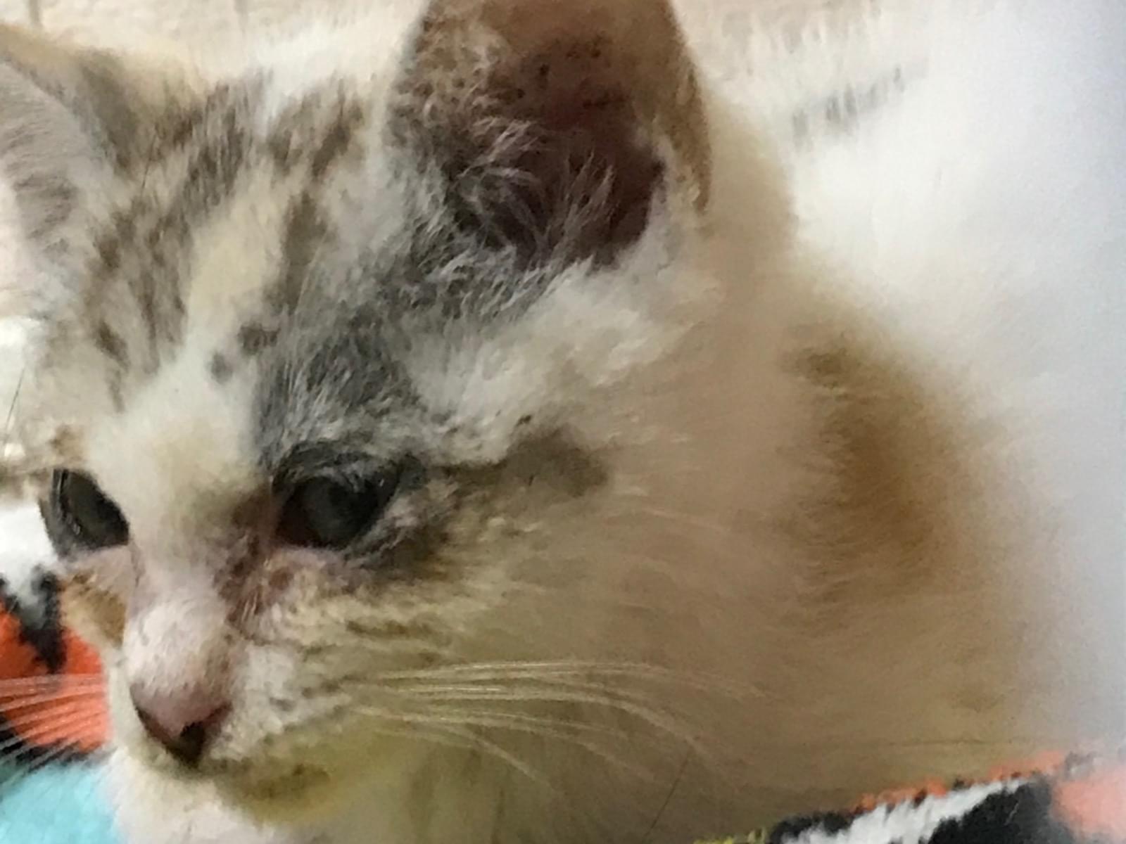 保護された猫 保護された猫