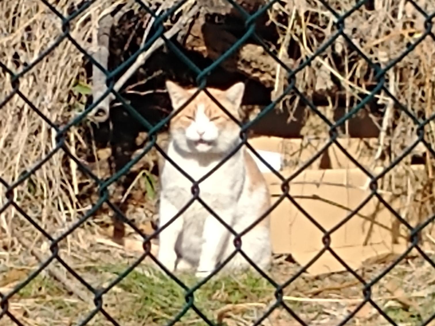 目撃された猫 目撃された猫