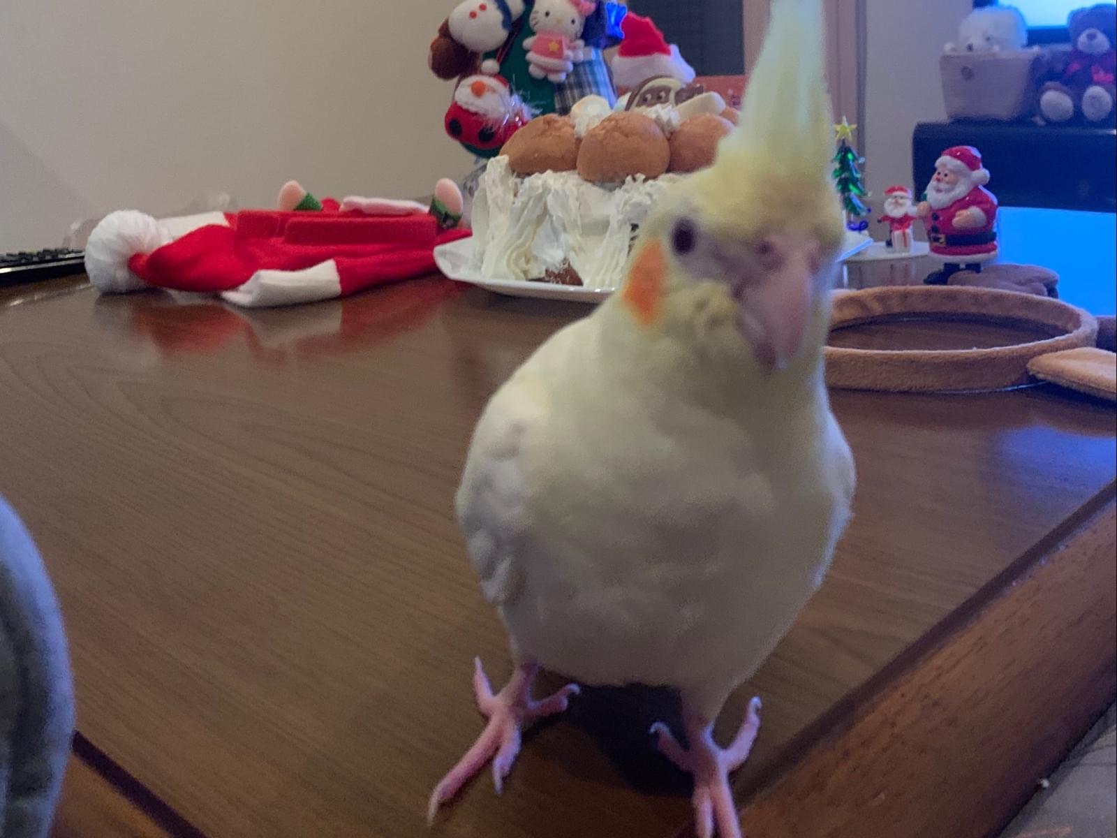 クリンちゃん クリンちゃん