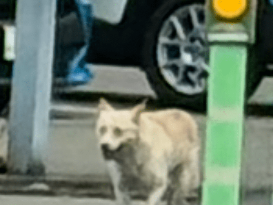 目撃された犬 目撃された犬