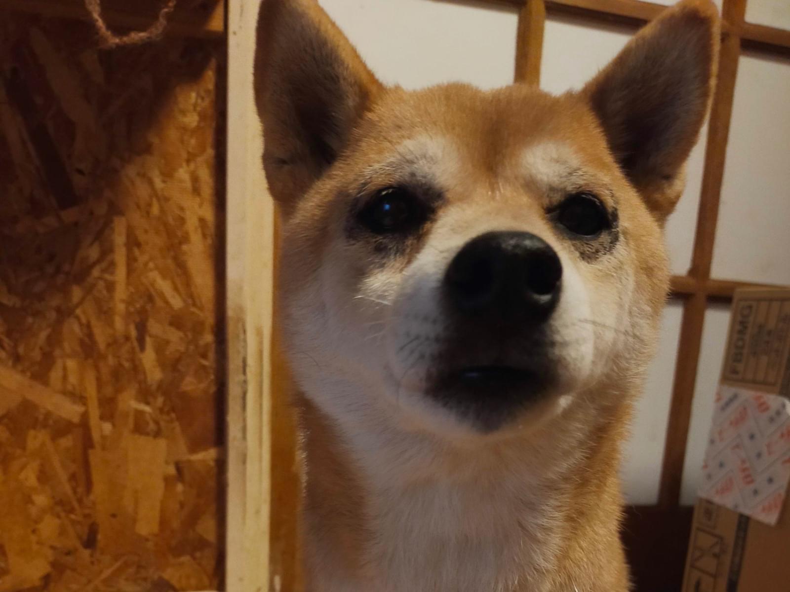 保護された犬 保護された犬