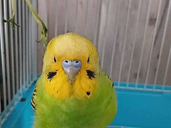きーちゃん