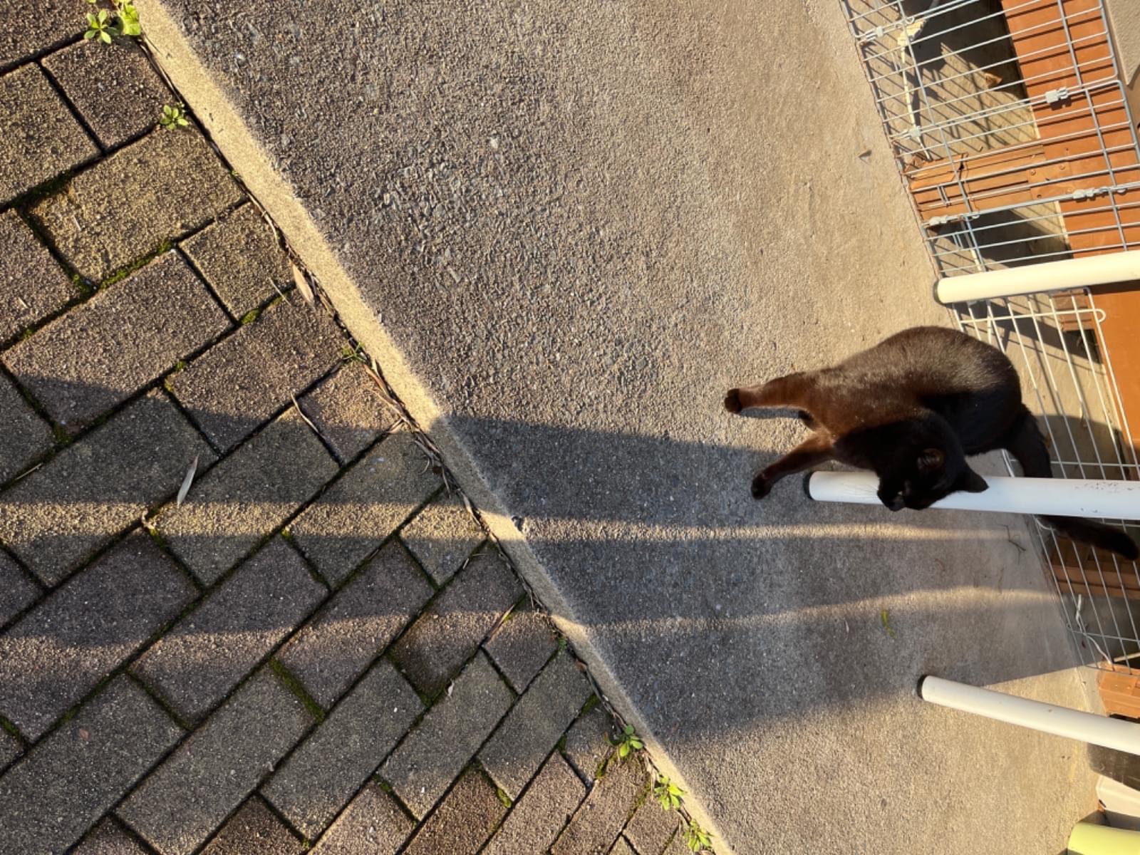 保護された猫 保護された猫