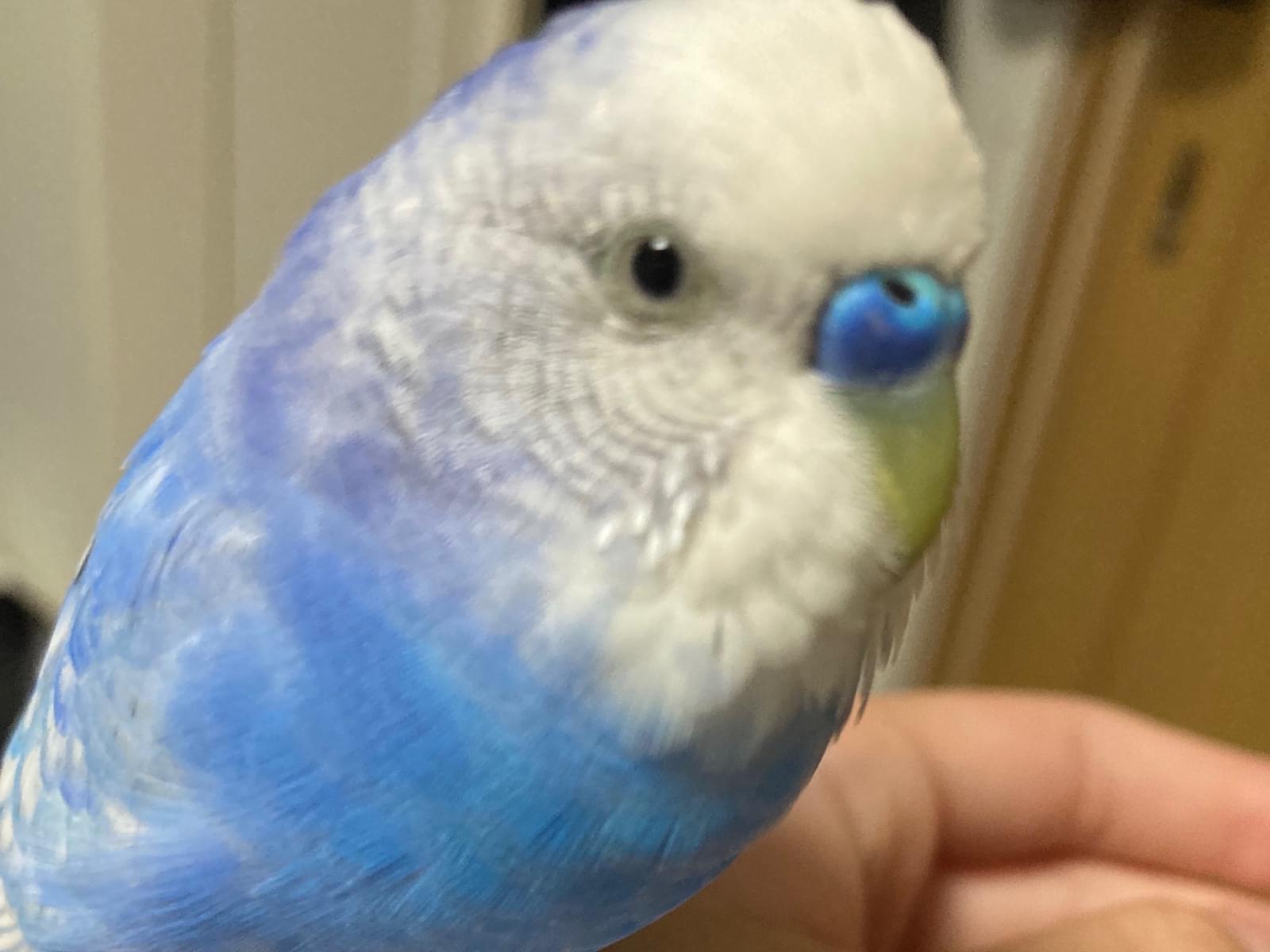 ちぴちゃん