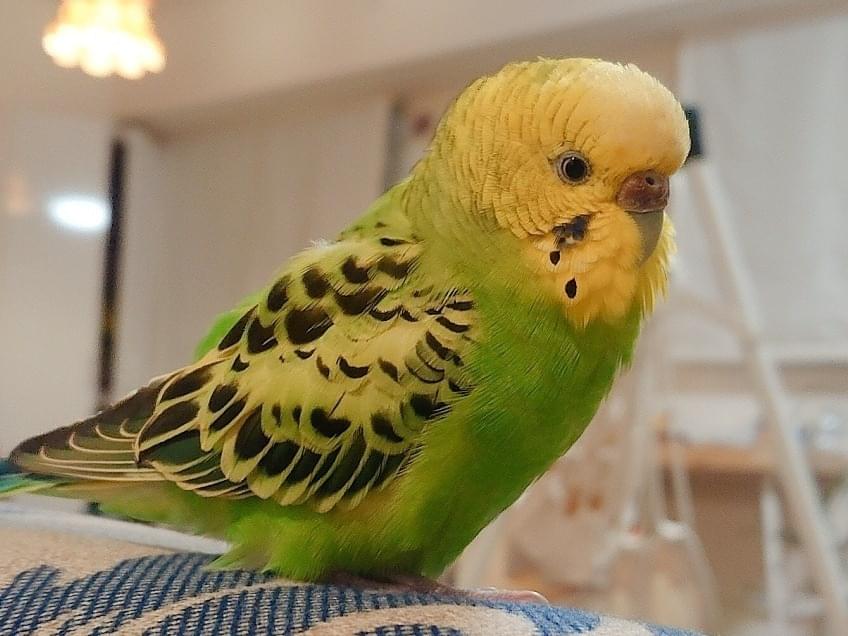 まめちゃん まめちゃん
