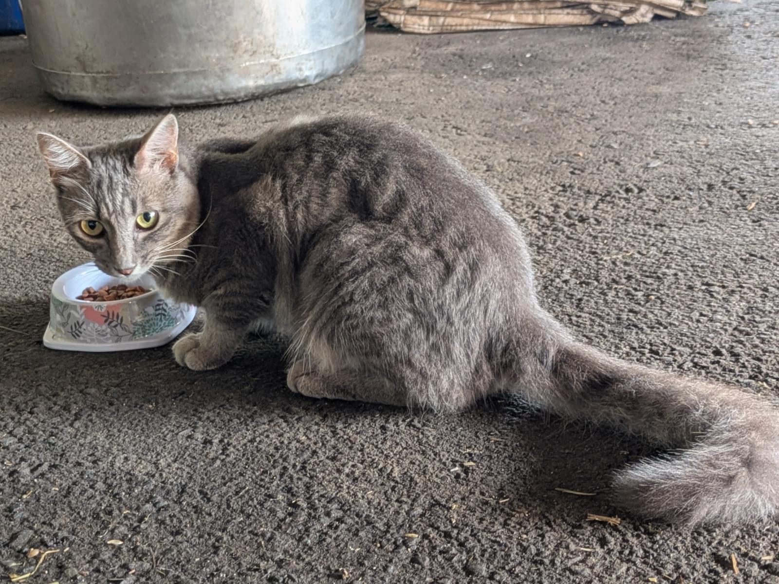 目撃された猫 目撃された猫