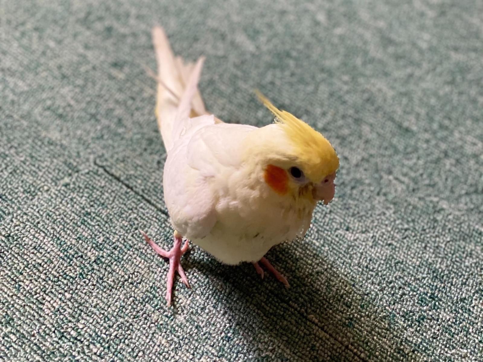 ぴーちゃん ぴーちゃん