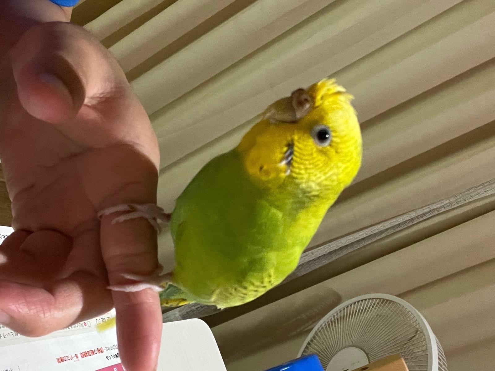 ビンちゃん ビンちゃん