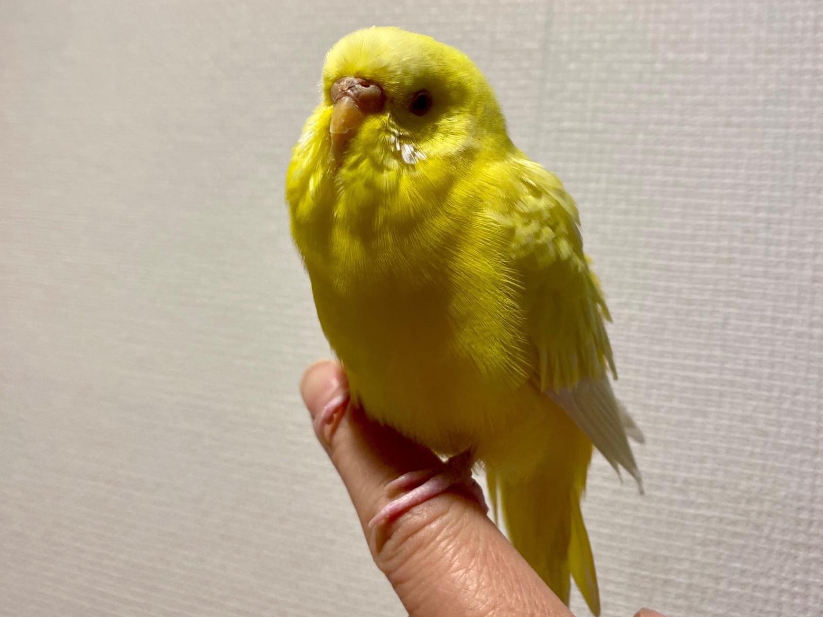 保護された鳥 保護された鳥