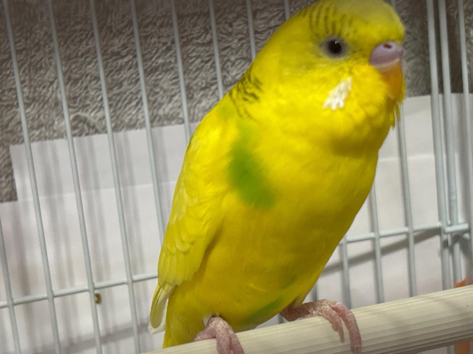 保護された鳥 保護された鳥