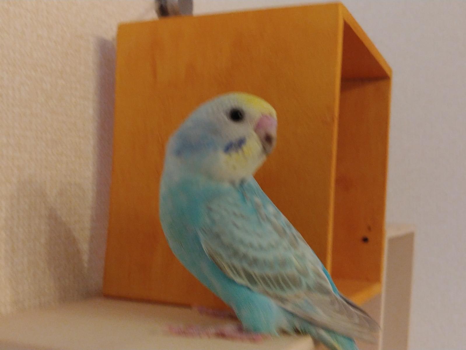ビビちゃん ビビちゃん