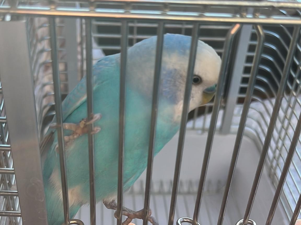 保護された鳥 保護された鳥