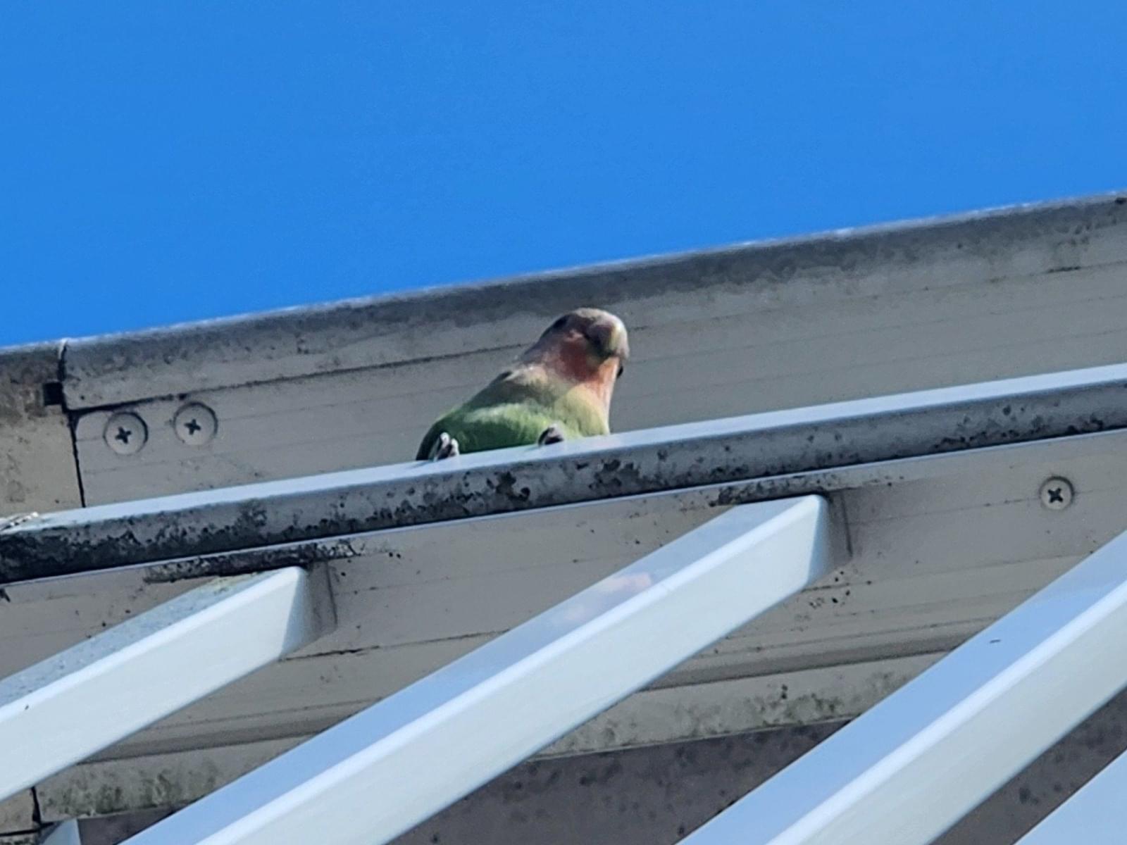 目撃された鳥 目撃された鳥