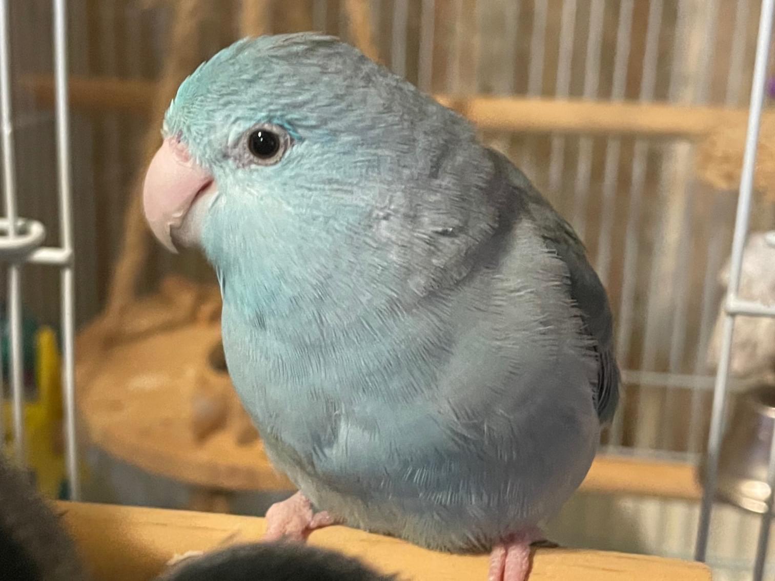ぴーちゃん ぴーちゃん