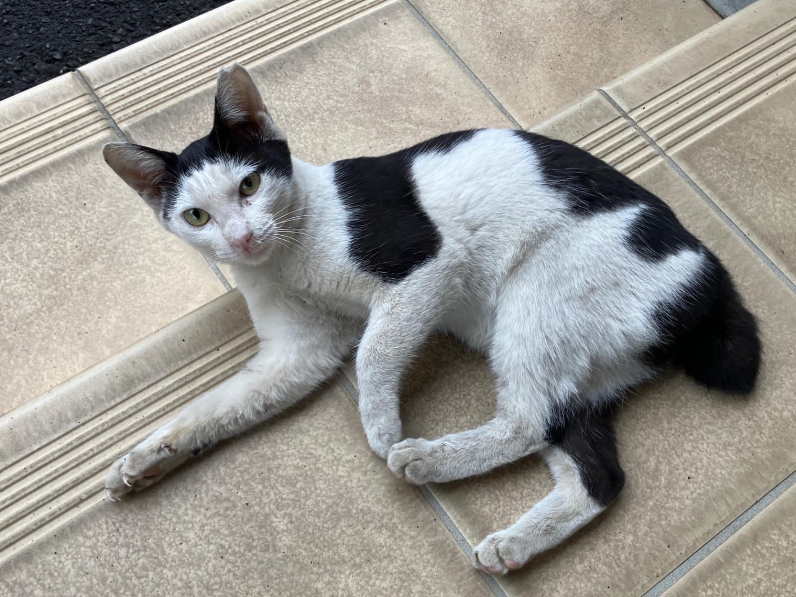 目撃された猫 目撃された猫