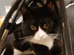 白黒ハチワレビビリな猫です