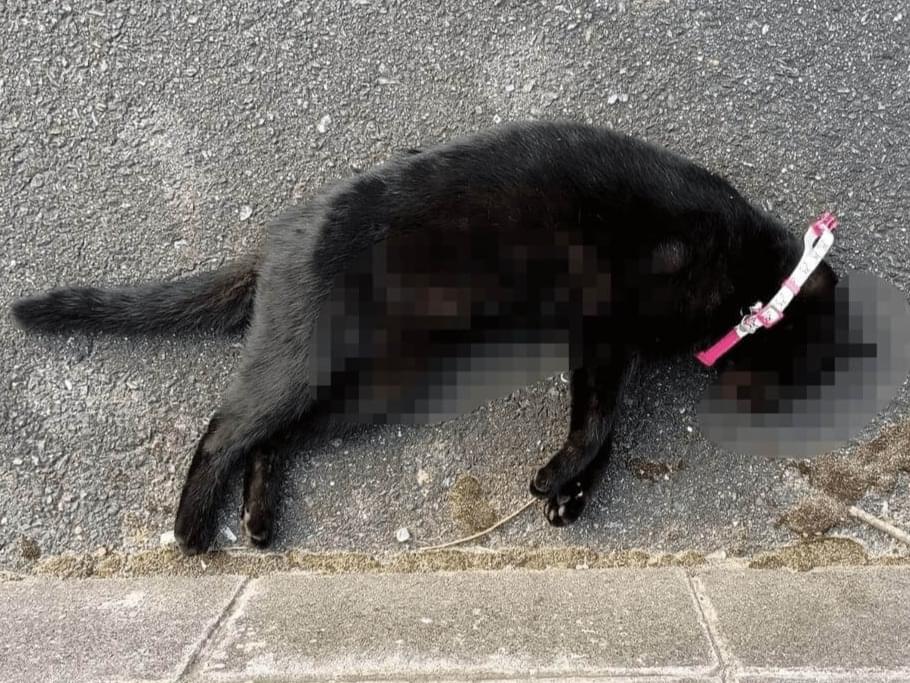 目撃された猫 目撃された猫