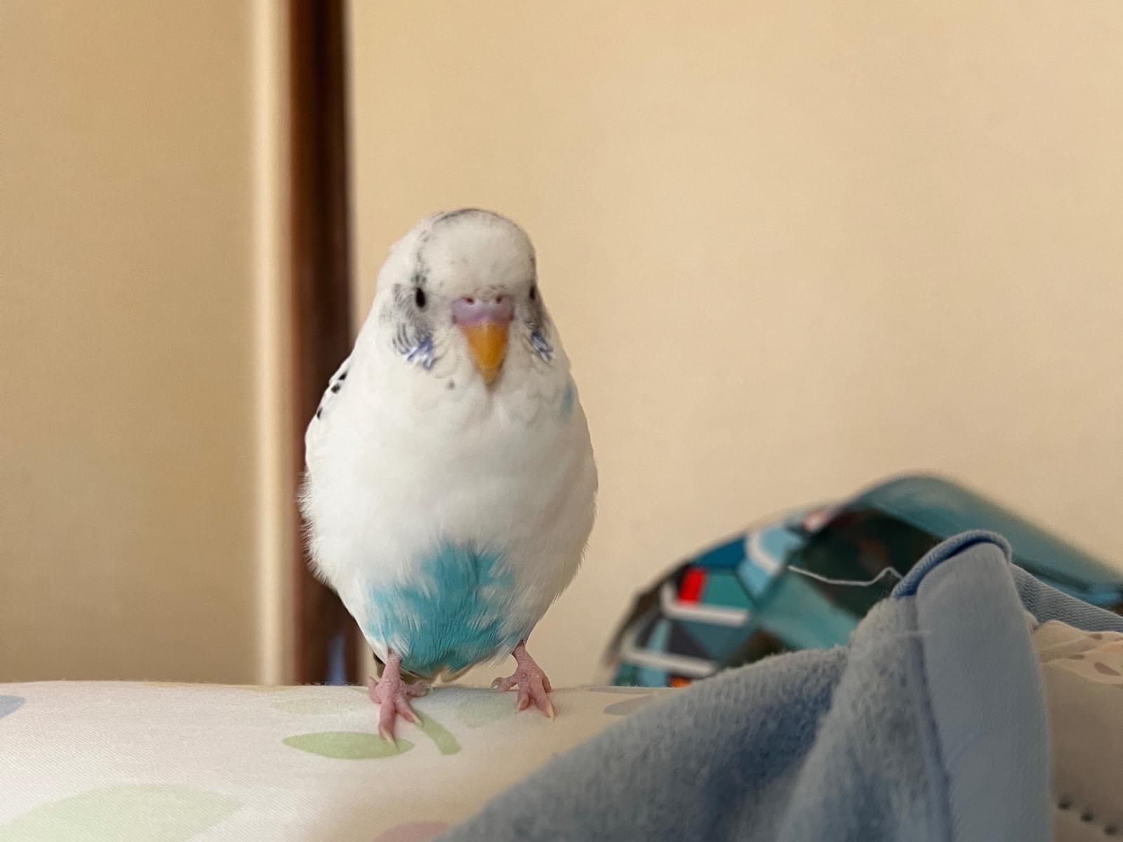 ごまめちゃん ごまめちゃん