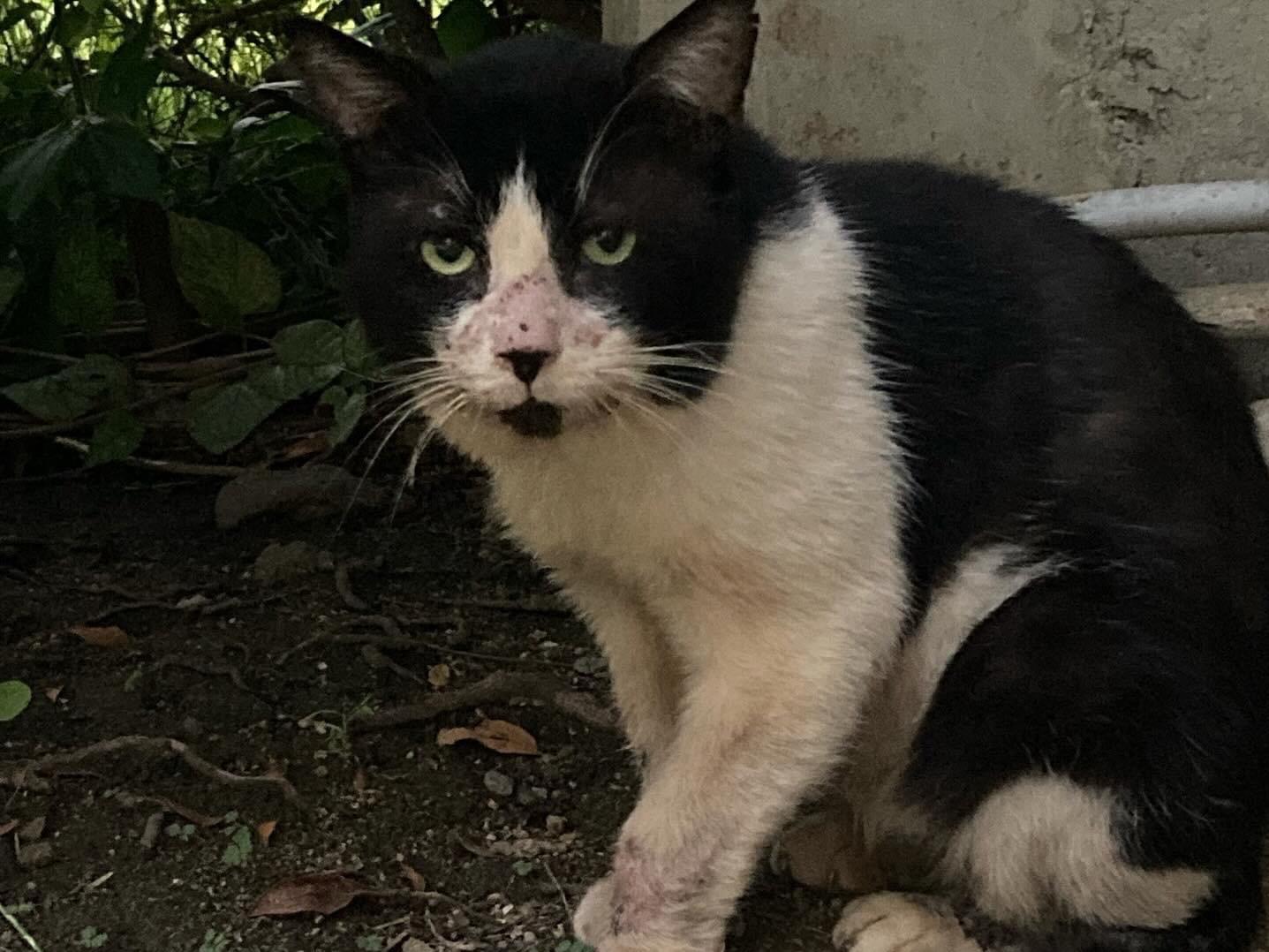 パンダちゃん パンダちゃん