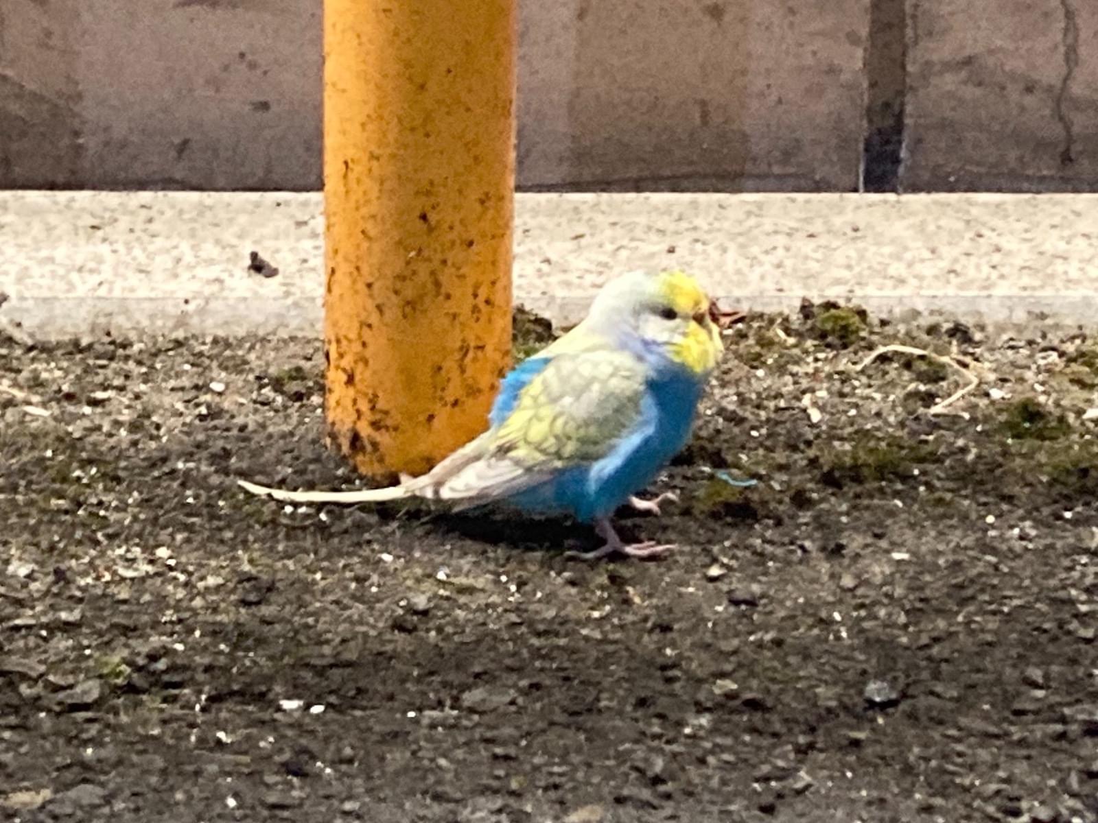 目撃された鳥 目撃された鳥