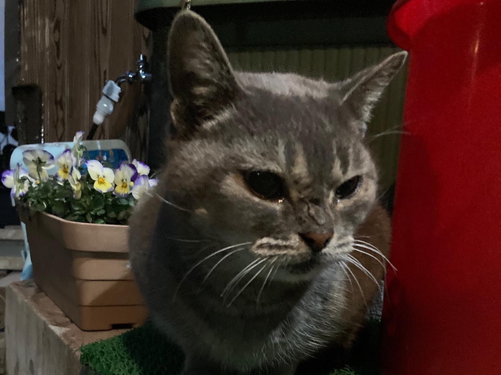 保護された猫 保護された猫