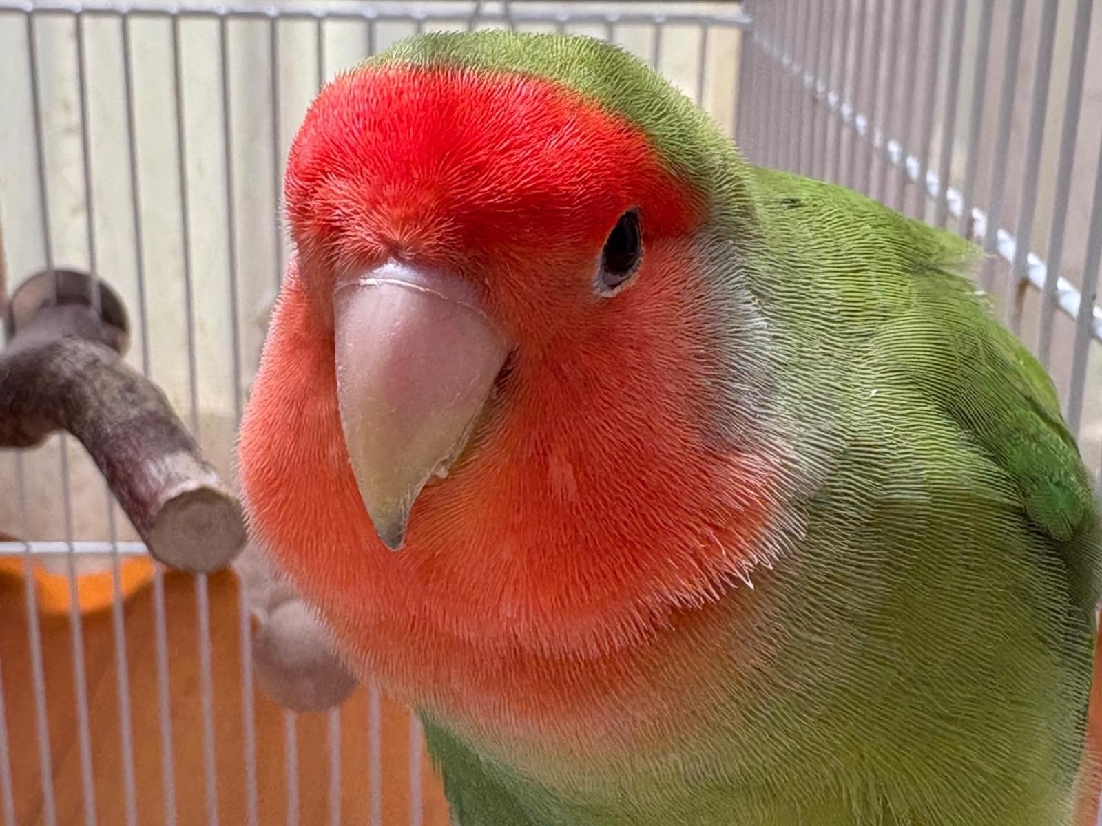 あずきちゃん あずきちゃん