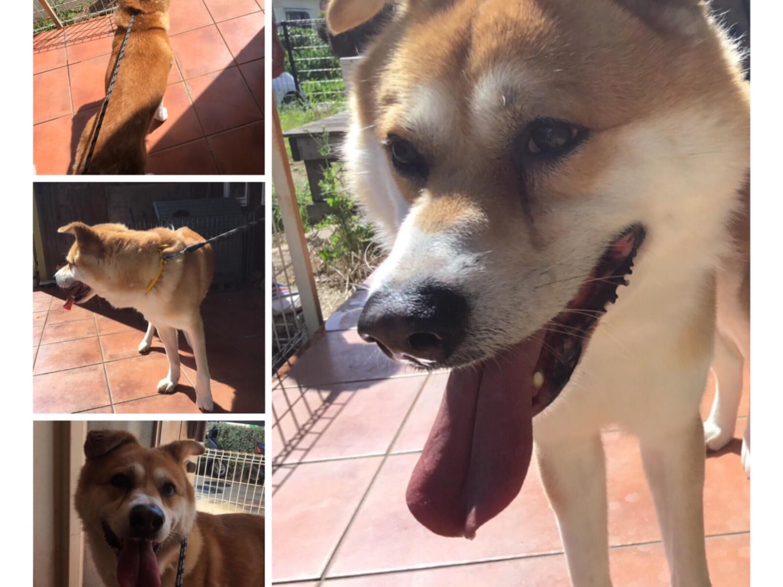 保護された犬 保護された犬