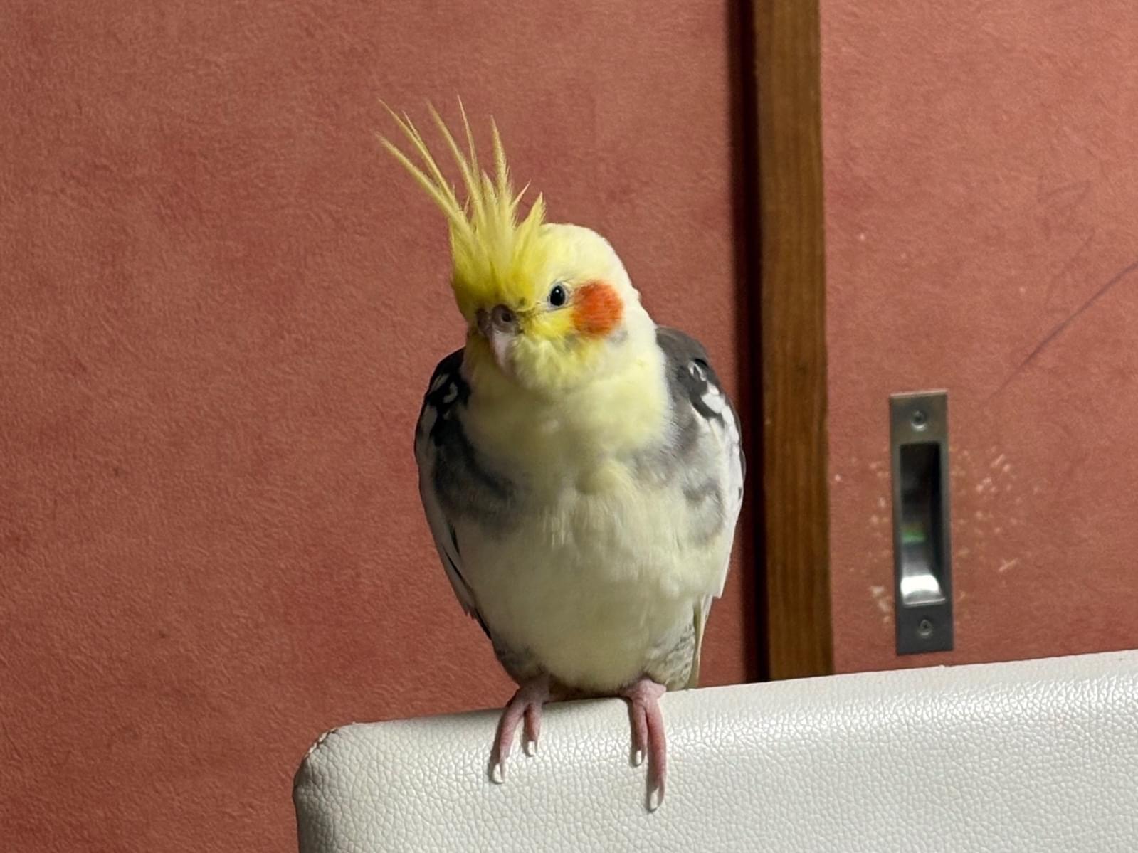 ぺこちゃん ぺこちゃん