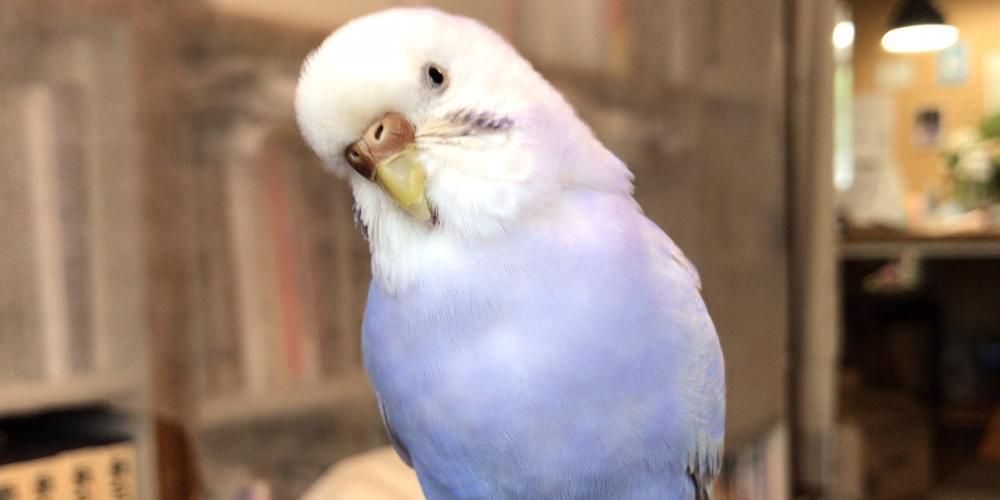 うす紫・ラベンダー色のセキセイインコ 探してます