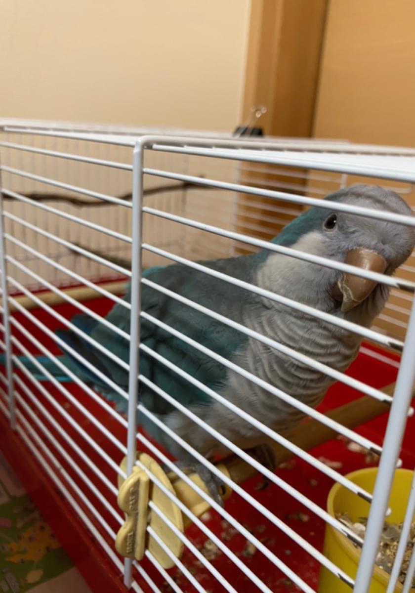 東京都調布市でオキナインコを保護しています