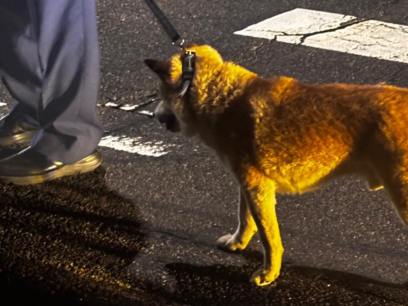 保護された犬 保護された犬