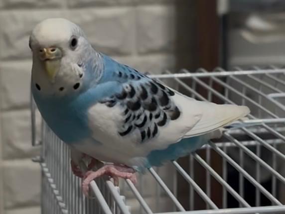 保護された鳥 保護された鳥