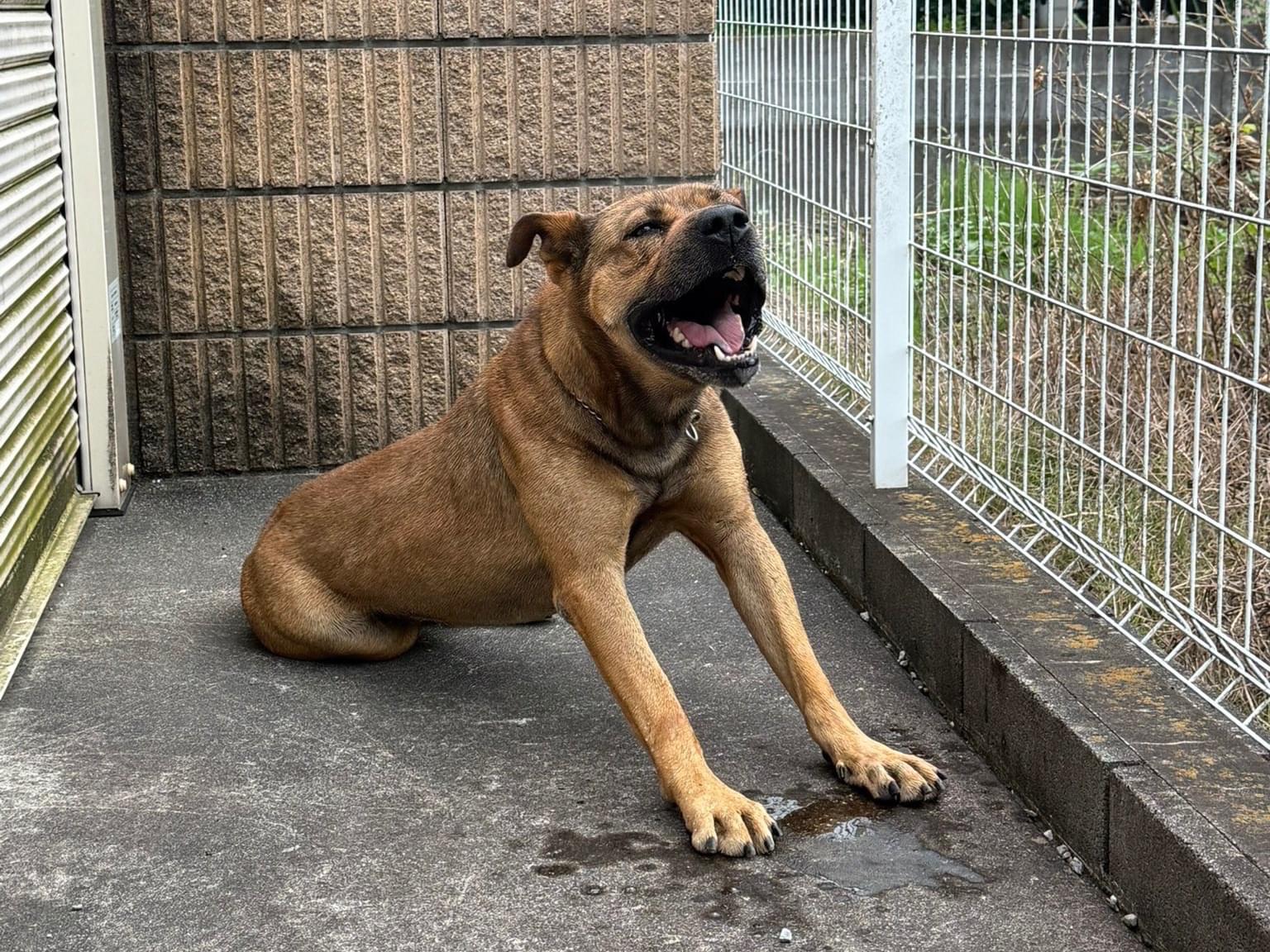 保護された犬