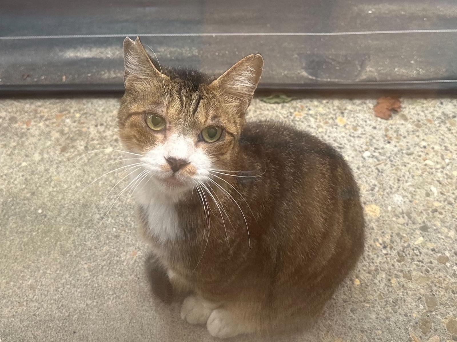 目撃された猫 目撃された猫
