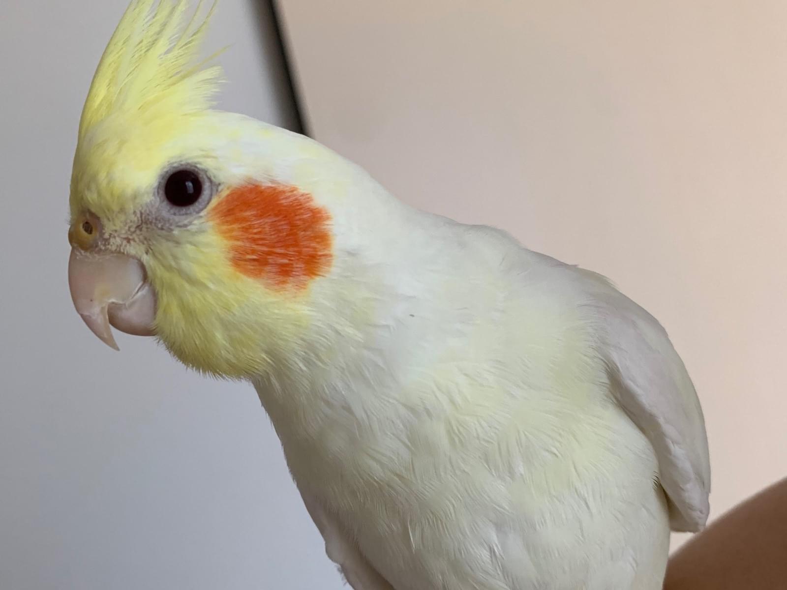 ぽっちゃん ぽっちゃん